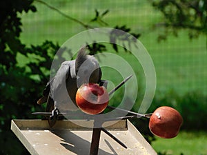 Closeup of a grey go-away-bird sitting on a metal tray. The Lourie is eating red apples from a metal bird feeder with spikes