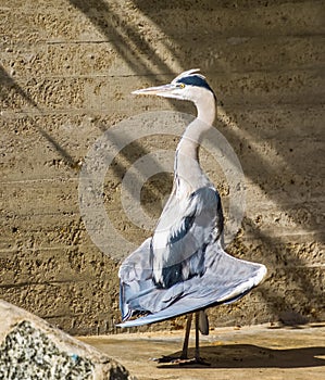 Closeup of a grey heron standing in funny position with its wings, common bird specie from Eurasia