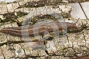 Closeup of a grey leopard slug, Limax maximus, on the ground in a garden