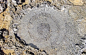 Closeup of grey rock stone with fossil corals - Jamaica, Caribbean sea