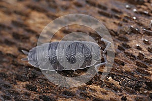 Closeup on a grey rough woodlouse, Porcellio scaber sitting on a piece of wood