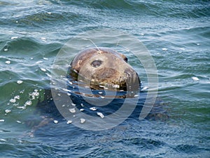 Closeup of Grey seal Head Peeking