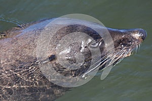 Closeup of Grey Seal in Water