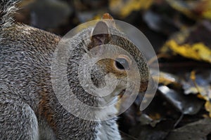 A closeup of a grey squirrel eating a nut in the forest