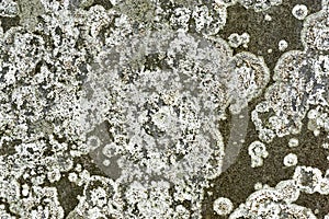 Closeup of grey stone covered with white lichen