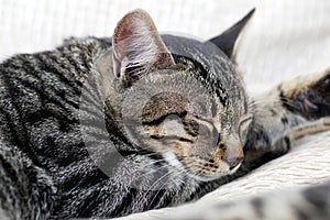 Closeup of grey tabby cat sleeping on white cushion