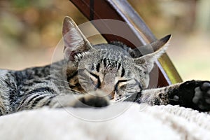 Closeup of grey tabby cat sleeping on white cushion