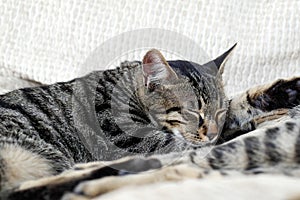 Closeup of grey tabby cat sleeping on white cushion