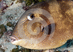 Closeup of the Grey Triggerfish underwater