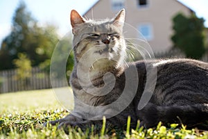 Closeup of a grey and white cat purring and lying down on the grass in front of the house