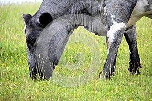 Closeup of a grey and white cow grazing in a meadow of grass and buttercups