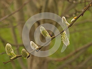 closeup of grey willow catkins - salix cinerera