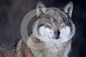 Closeup of a Grey wolf (Canis lupus)