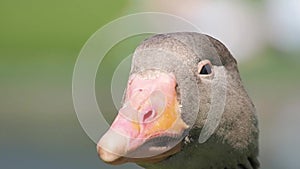 Closeup of a Greylag goose