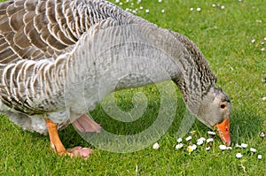 Closeup greylag goose on grass