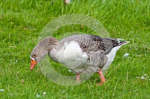 Closeup of a Greylag Goose in grass