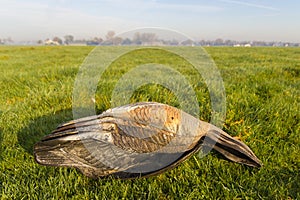 Closeup of greylag goose hunting decoys photo