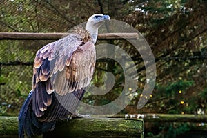 Closeup of a griffon vulture from the back, common scavenger bird from europe