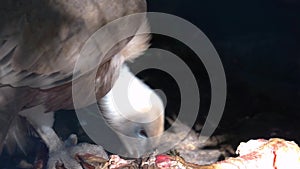 Closeup of a griffon vulture eating from a carcass, Scavenger bird from Eurasia