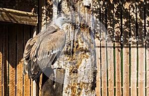 Closeup of a griffon vulture sitting on a wooden pole, a scavenger bird from eurasia