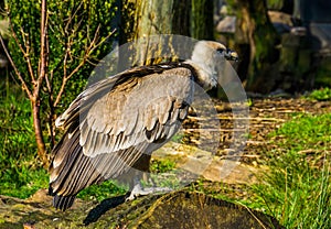 Closeup of a griffon vulture standing on a tree trunk, common scavenger bird from europe