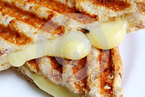 Closeup of Grilled Cheese Sandwich