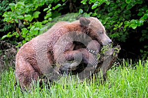 Closeup of a Grizzly Bear resting on a piece of wood in a meadow field