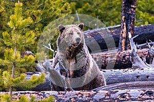 Closeup of a grizzly bear sitting near tree trunks, yellowing trees blurred background