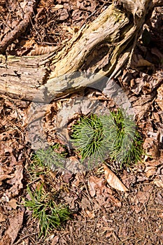 Closeup of Ground Cedar Moss