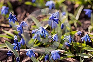 Closeup ground level view of tiny spring flowers starting to appear in early spring