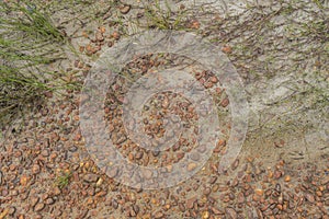 Closeup of the ground of a mountain creek