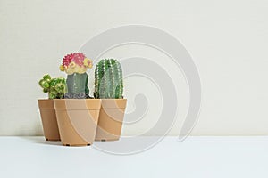 Closeup group of beautiful cactus in brown plastic pot for decorate on blurred white wooden desk and cream color wallpaper wall te