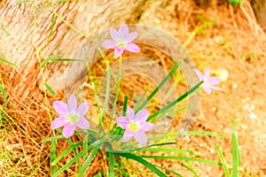 Closeup group Blooming pink Zephyranthes rosea