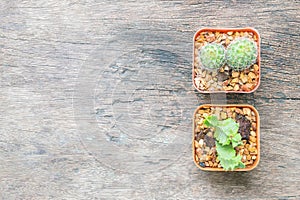 Closeup group of cactus in plastic white and brown pot on wood desk textured background in top view with copy space