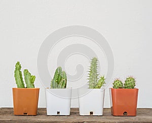 Closeup group of cactus in white and brown plastic pot on blurred wood desk and white cement wall textured background with copy sp