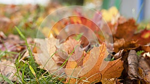 Closeup a group of colorful maple leaf fall on green grass with blurred background in park. Leaves with pink, orange, red and