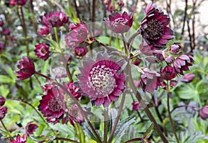 Closeup group of crimson red Astrantia major `Gill Richardson`