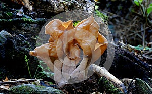 Closeup of a group of false morels mushrooms growing on rotten wood in the forest