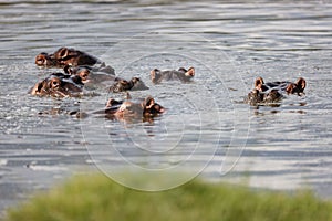 Closeup of a group of hippos (Hippopotamus amphibius) on waterpool in the Masai Mara, Kenya