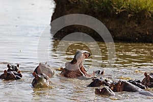 Closeup of a group of hippos (Hippopotamus amphibius) on waterpool in the Masai Mara, Kenya