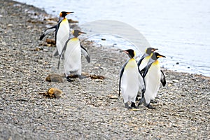King penguins - Aptendytes patagonica, group of penguins walking on beach, Gold Harbour, South Georgia photo