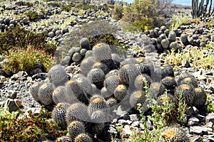 Closeup of group many cacti copiapoa tenebrosa on dry arid stony ground, pacific coast, Chile focus on center of lower group photo