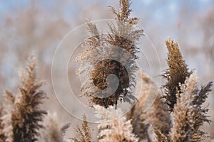 A closeup of a group of marsh grass stalks