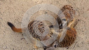 Closeup of a group of meerkats fighting with each other in a playful way, Animal behaviour, tropical specie from Africa