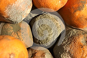Closeup of a group of oranges with green mold penicillium digitatum