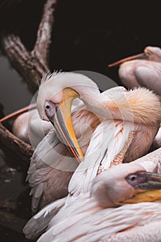 Closeup of a group of pelicans in the wild