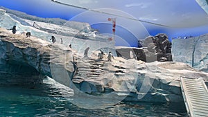 Closeup of a group of Penguins swimming and playing underwater - marine life theme park