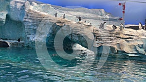 Closeup of a group of Penguins swimming and playing underwater - marine life theme park