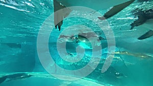 Closeup of a group of Penguins swimming and playing underwater - marine life theme park