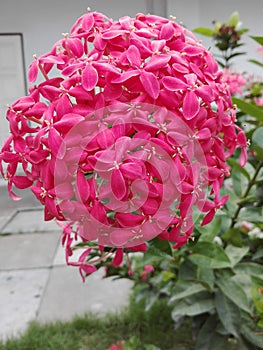 Closeup of group of Pink Ixora flower